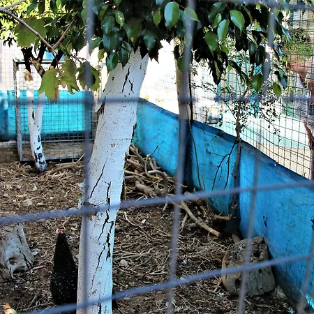 Tzionis Holidays Stonehouse